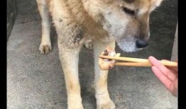 广州东山土狗吃瓜视频曝光