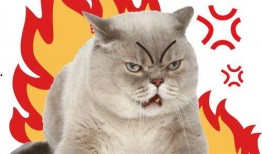 相扑猫吃瓜视频在哪,萌宠界的“摔跤大赛”