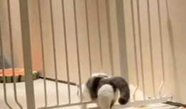 液体猫视频带你吃瓜,畅游吃瓜视频世界