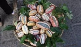 晚上吃八月瓜视频,品味自然甘甜