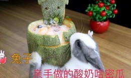 小白兔视频吃哈密瓜,哈密瓜大餐欢乐时光