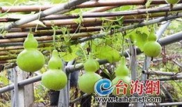 吃鸡葫芦瓜视频大全,趣味横生的美食挑战盛宴