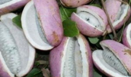 美女吃八月瓜的视频,美女大快朵颐，尽享田园时光